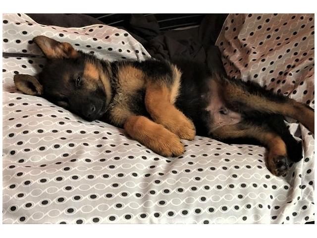 Sofort lieferbar Wunderschöner Schäferhundwelpe Sofort lieferbar Wunderschöner Schäferhundwelpe