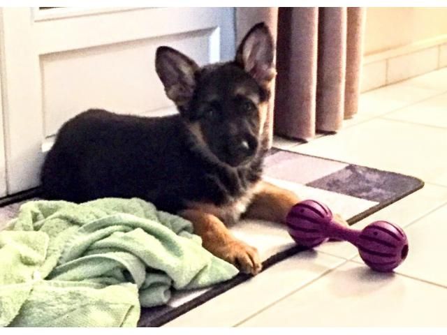 Sofort lieferbar Wunderschöner Schäferhundwelpe Sofort lieferbar Wunderschöner Schäferhundwelpe