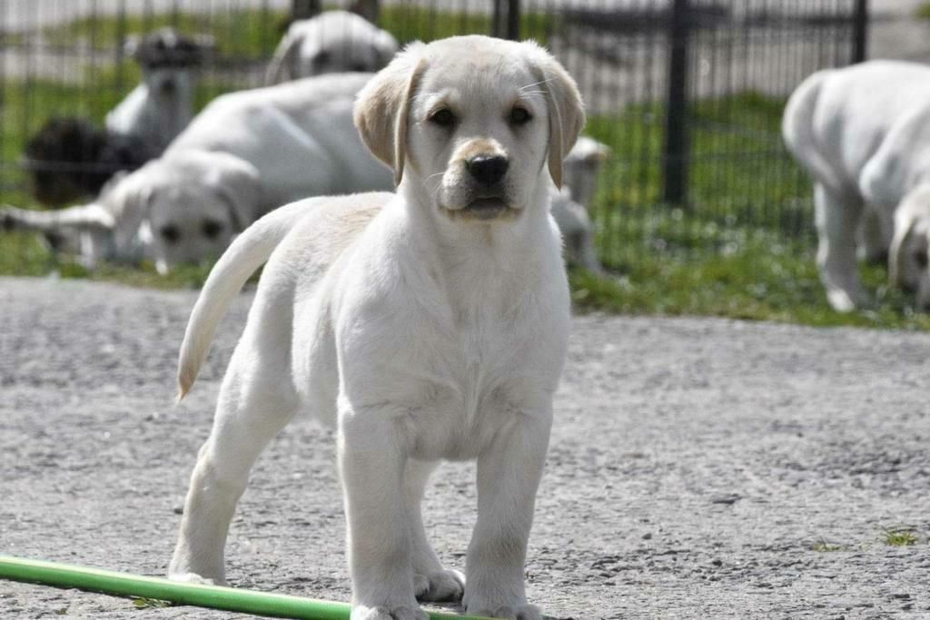 drei Monate alter Labrador-Welpe