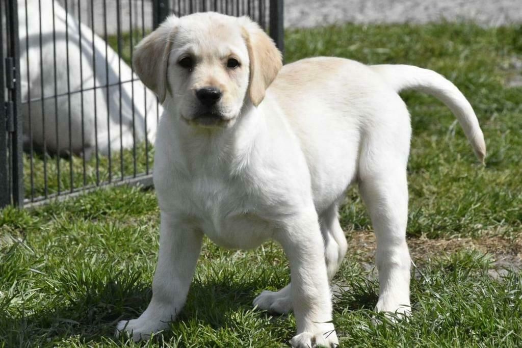 drei Monate alter Labrador-Welpe