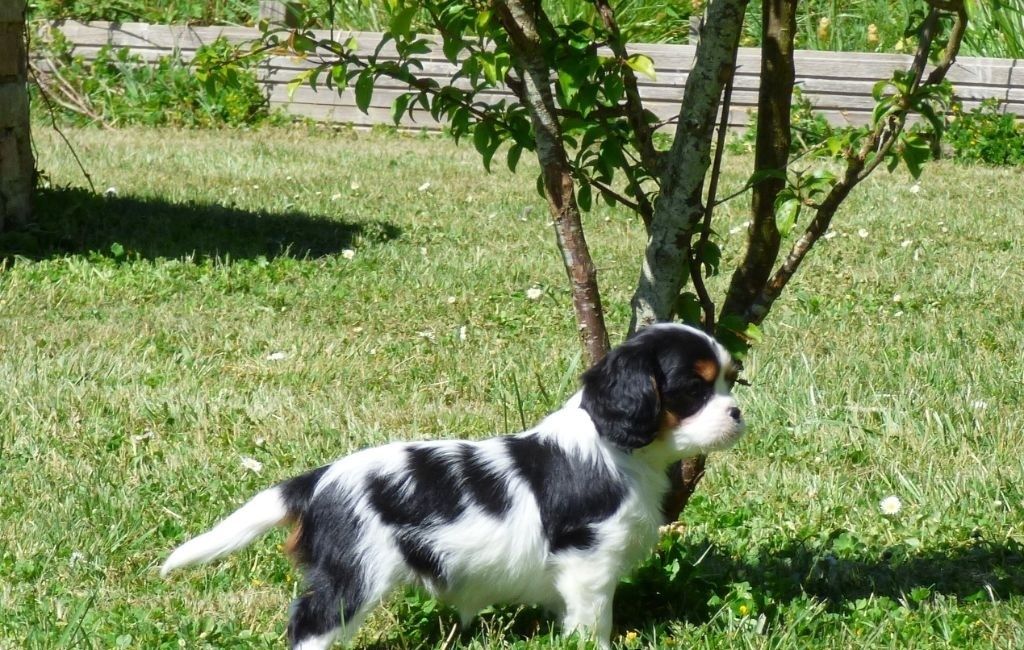 Sofort verfügbar Wunderschöner Cavalier King Charles Welpe