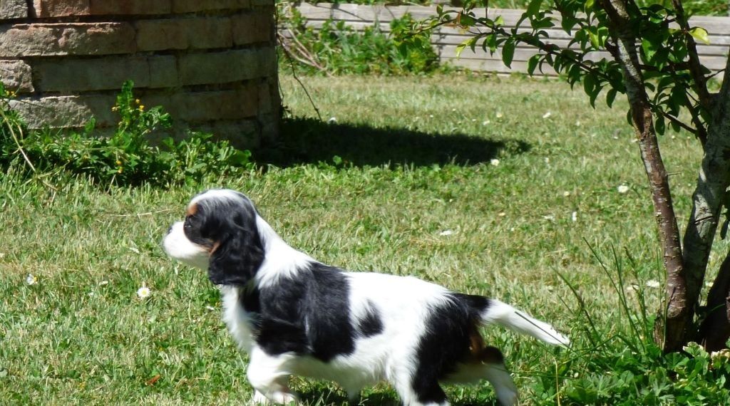Sofort verfügbar Wunderschöner Cavalier King Charles Welpe