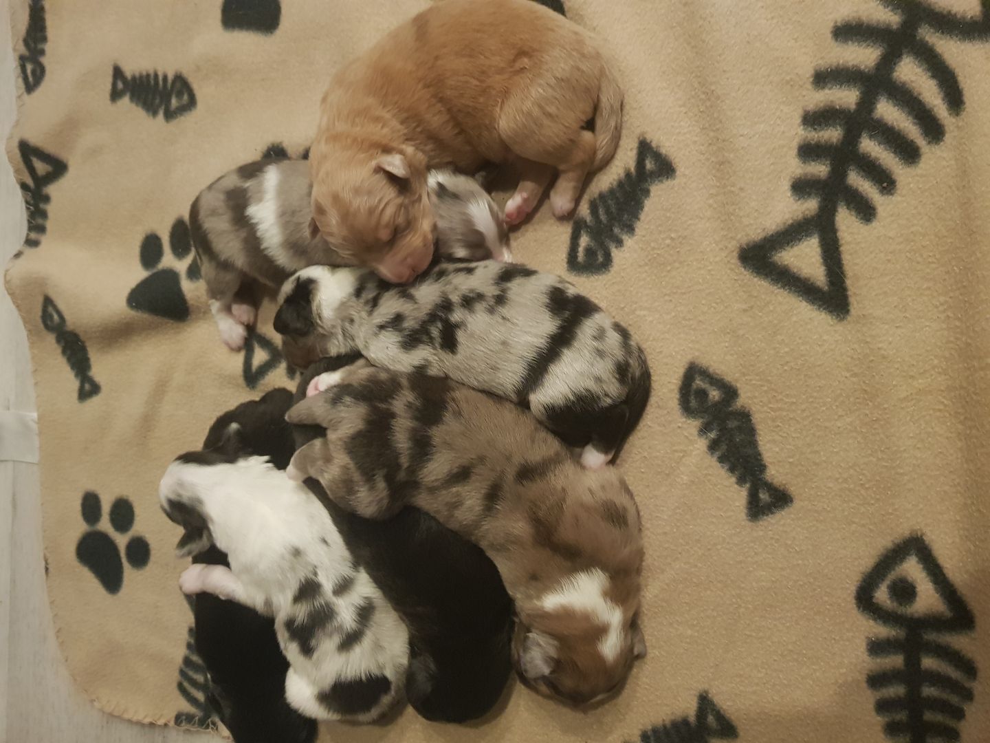 Australian Shepherd Border collie mix Welpen