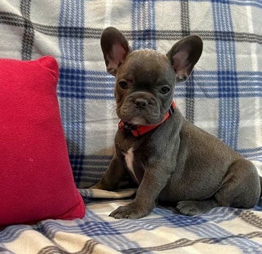 Freiatmende französische Bulldogge Mit Langer Nase Whatsapp.+36 30 137 3651