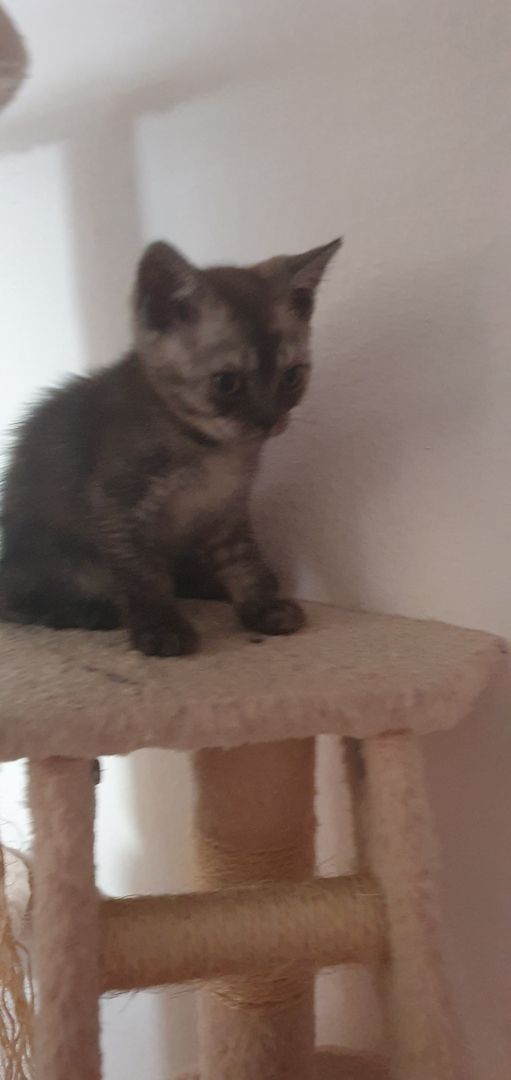 BKH Kitten