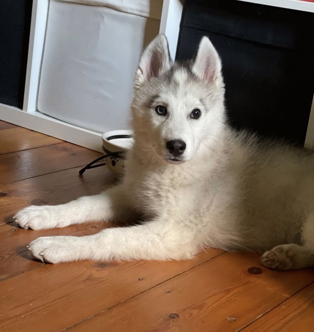 Husky Welpe sucht dringend neues zuhause