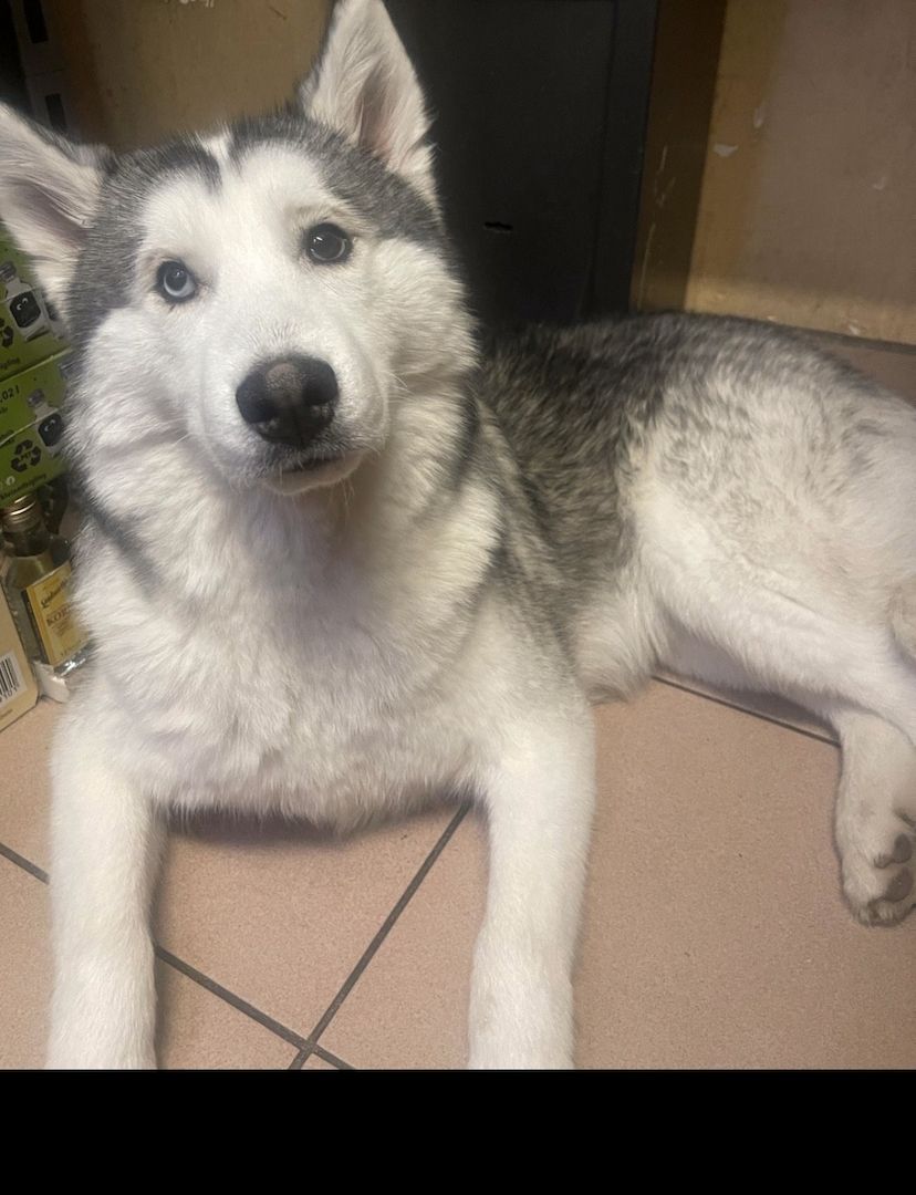 Husky Welpe sucht dringend neues zuhause