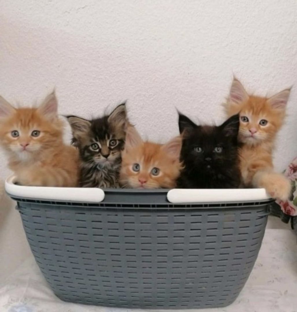 Wunderschöne Maine Coon Kitten