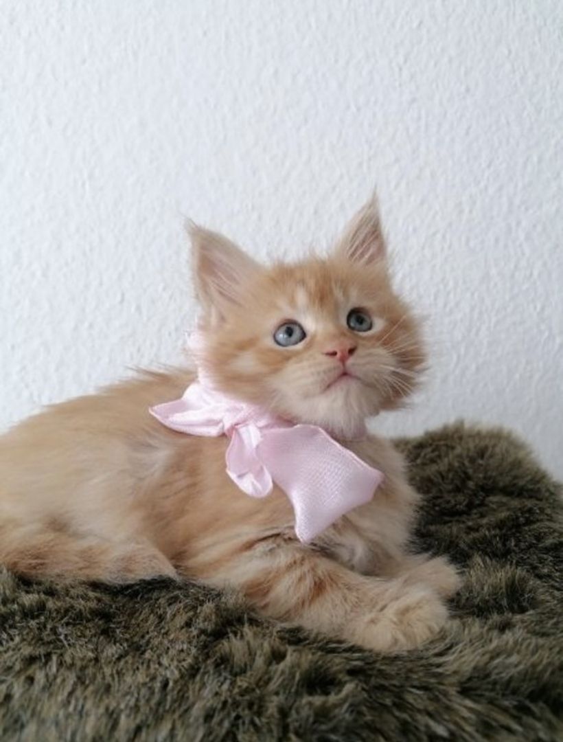 Wunderschöne Maine Coon Kitten