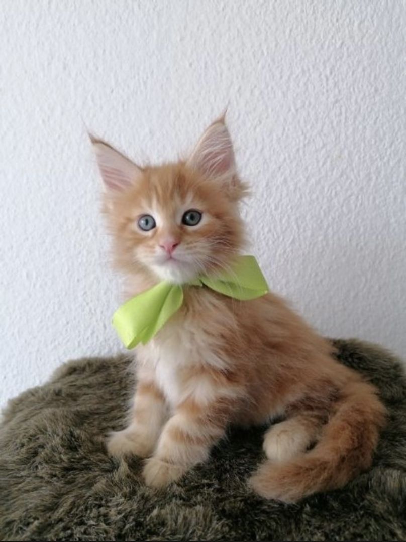 Wunderschöne Maine Coon Kitten