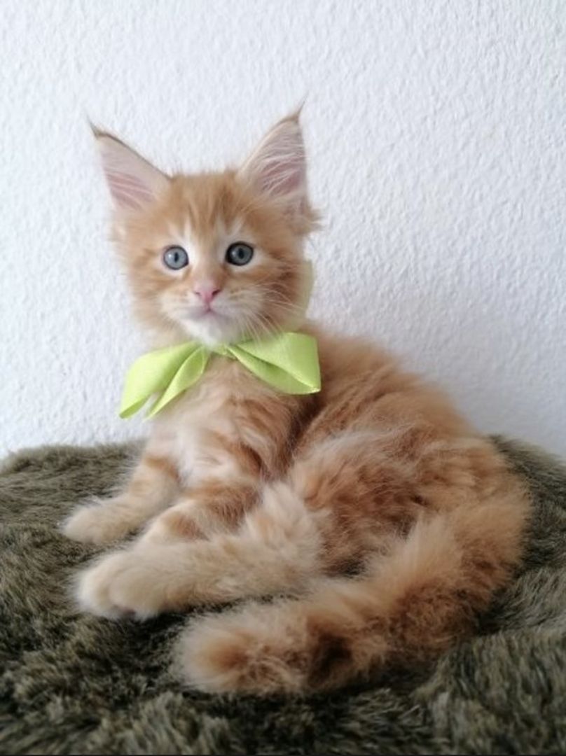 Wunderschöne Maine Coon Kitten