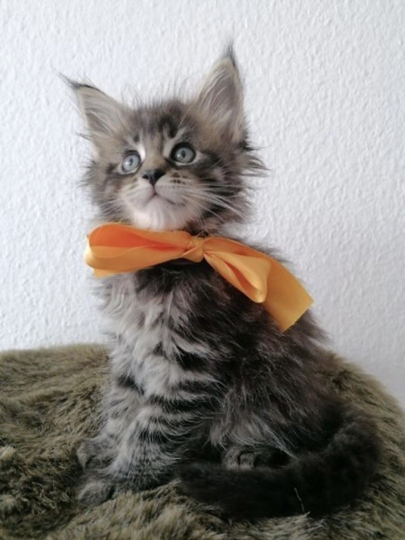 Wunderschöne Maine Coon Kitten