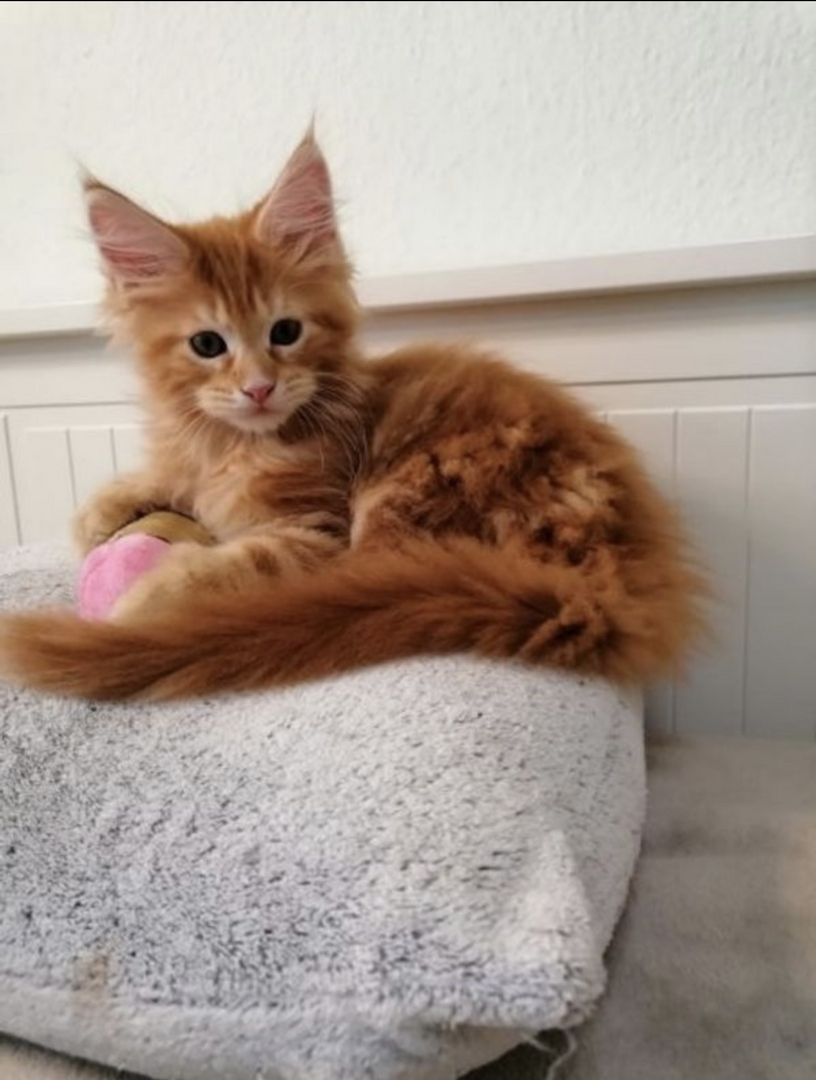 Wunderschöne Maine Coon Kitten