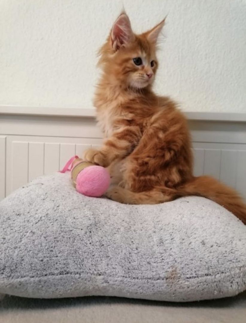 Wunderschöne Maine Coon Kitten