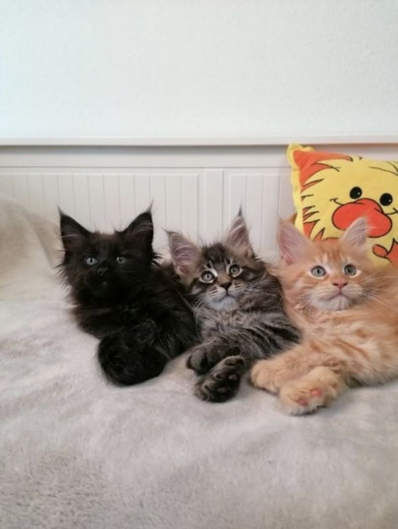 Wunderschöne Maine Coon Kitten