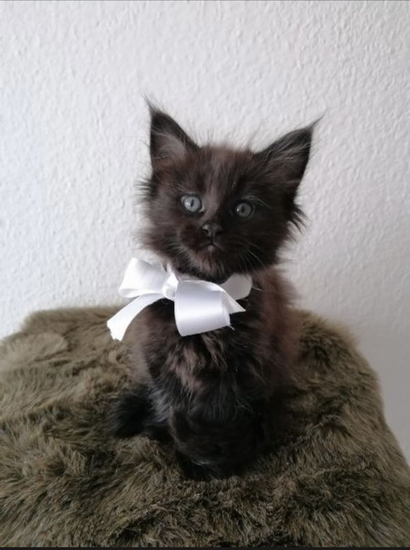 Wunderschöne Maine Coon Kitten