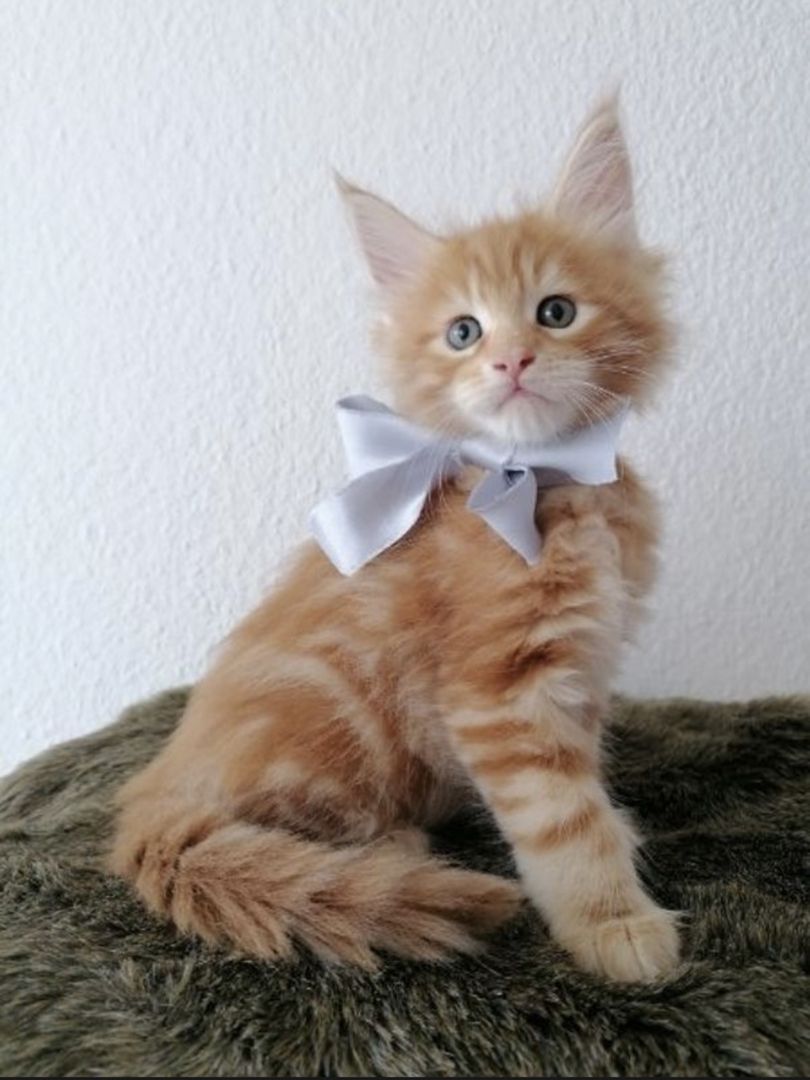 Wunderschöne Maine Coon Kitten