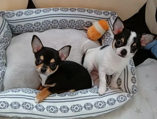 Chihuahua-Welpen