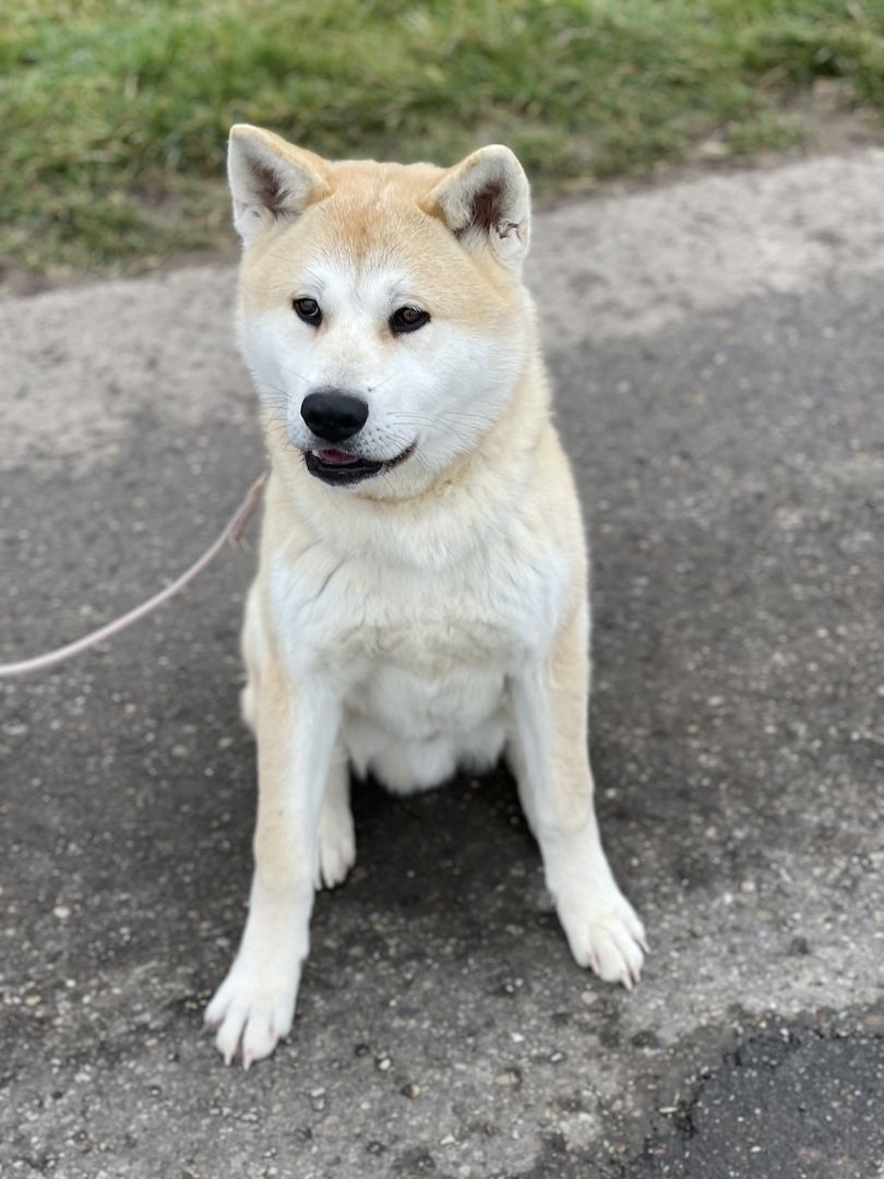 Akita Inu Rüde