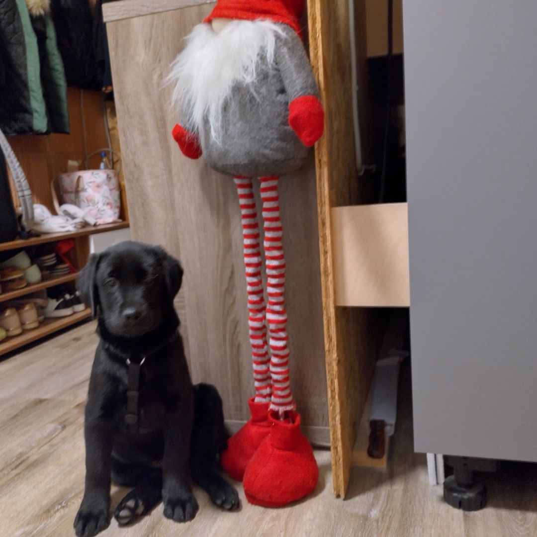 Labrador Welpe schwarz Labrador Welpe schwarz