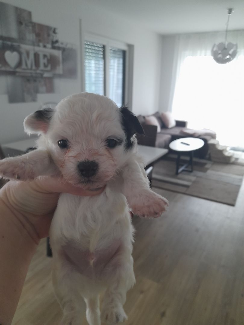 Malteser Mix welpen Malteser Mix welpen