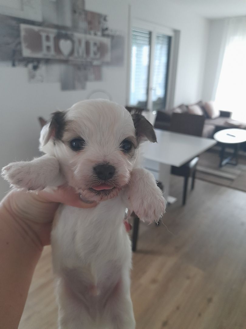 Malteser Mix welpen Malteser Mix welpen