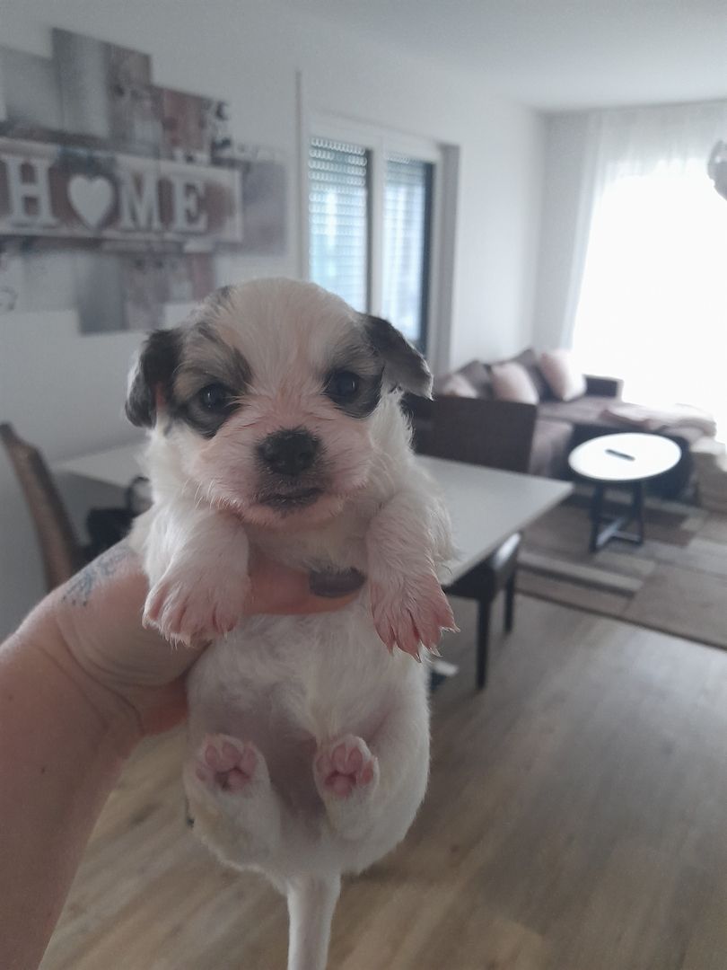 Malteser Mix welpen Malteser Mix welpen