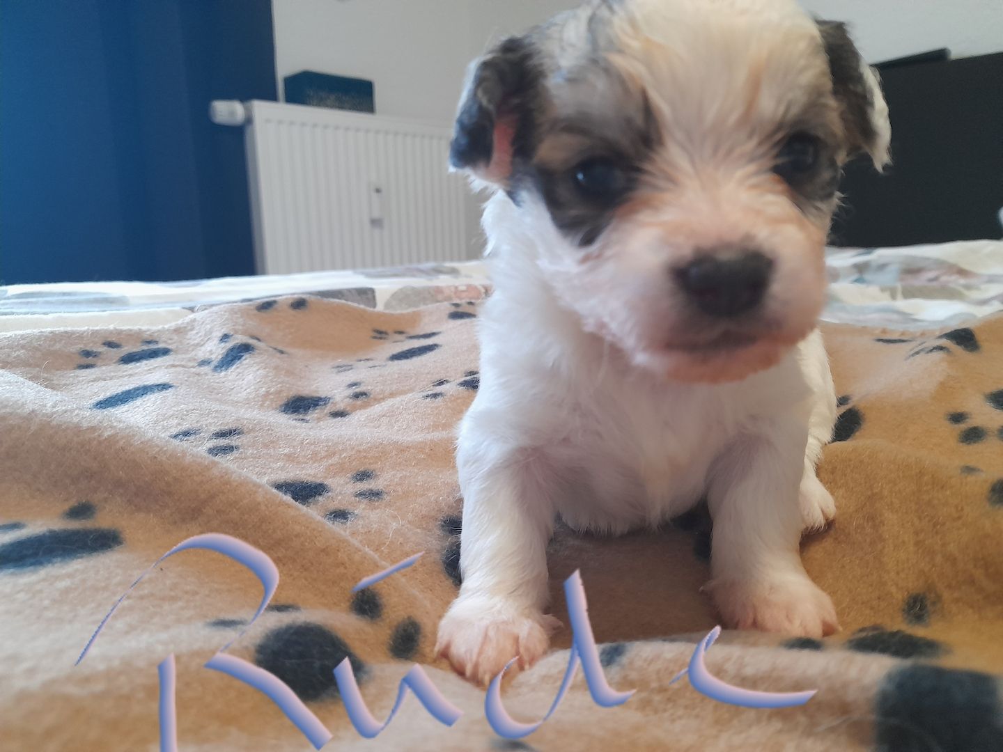 Malteser Mix welpen Malteser Mix welpen