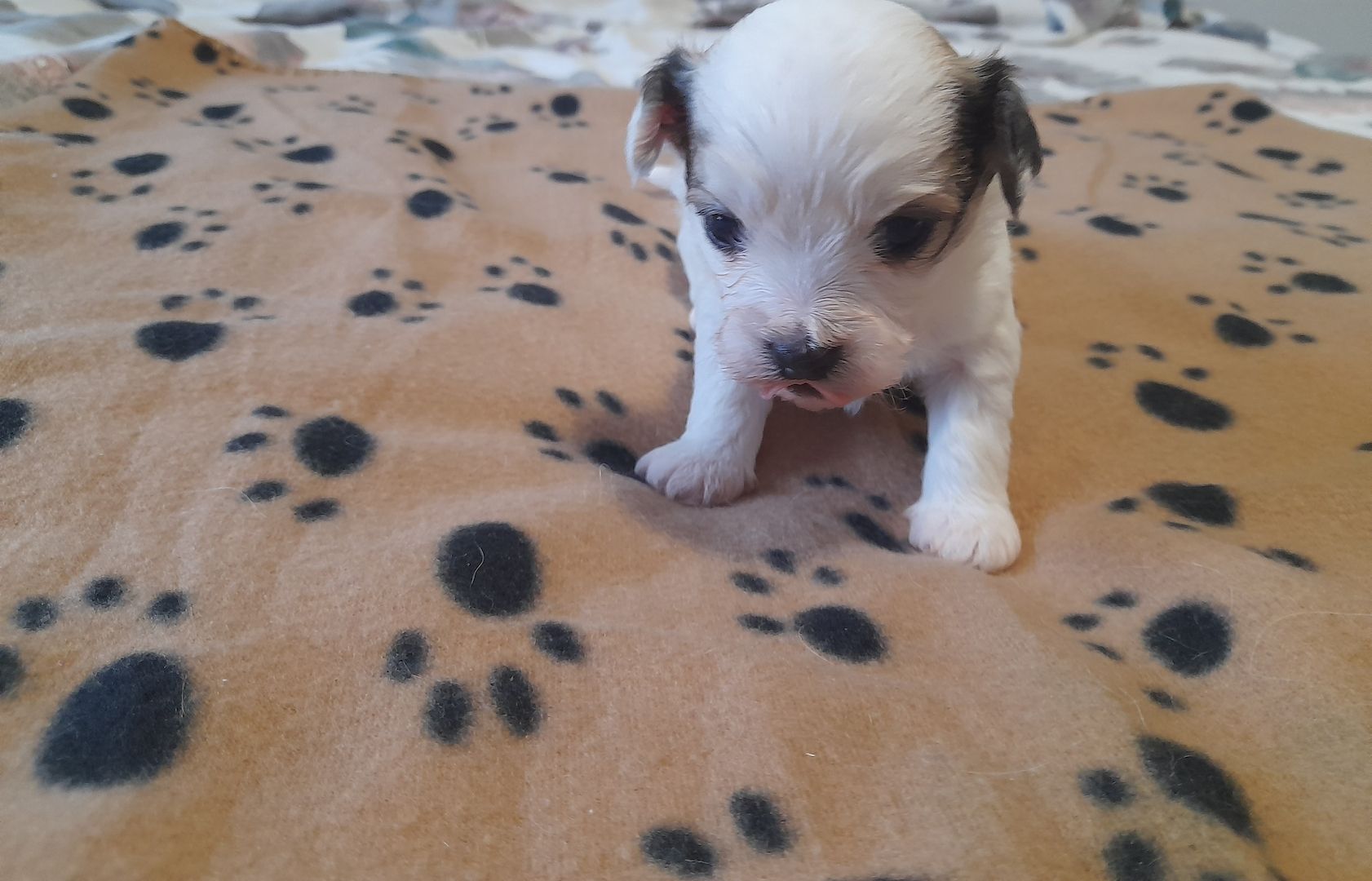 Malteser Mix welpen Malteser Mix welpen