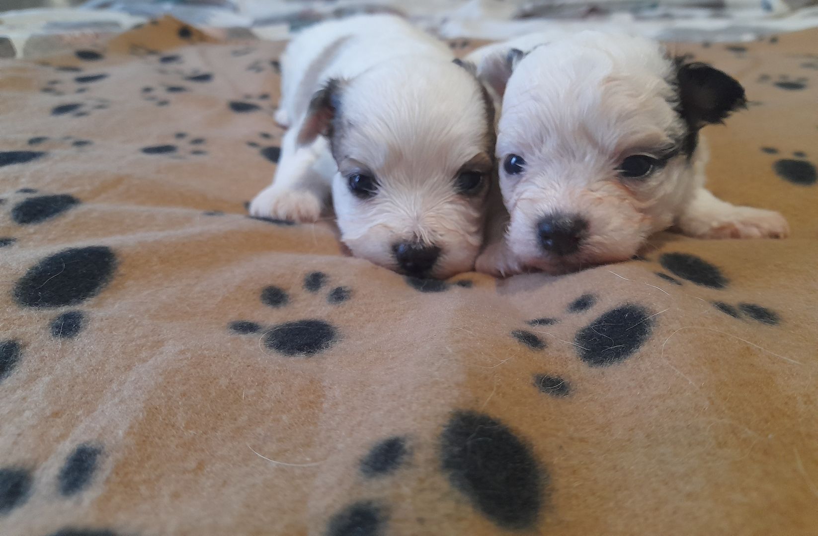 Malteser Mix welpen Malteser Mix welpen