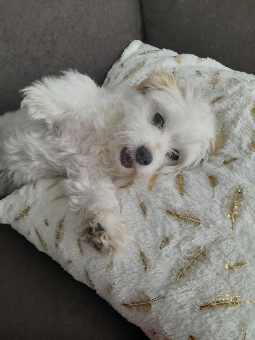 Malteser Mix welpen Malteser Mix welpen