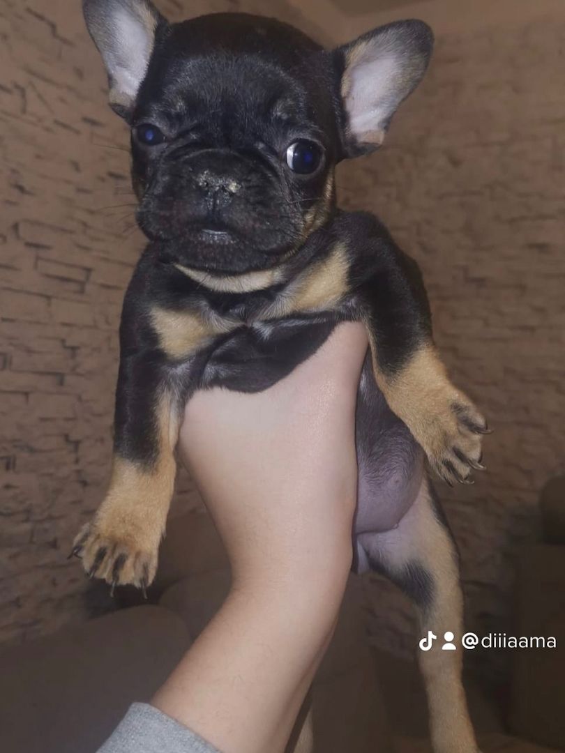 Französische Bulldogge