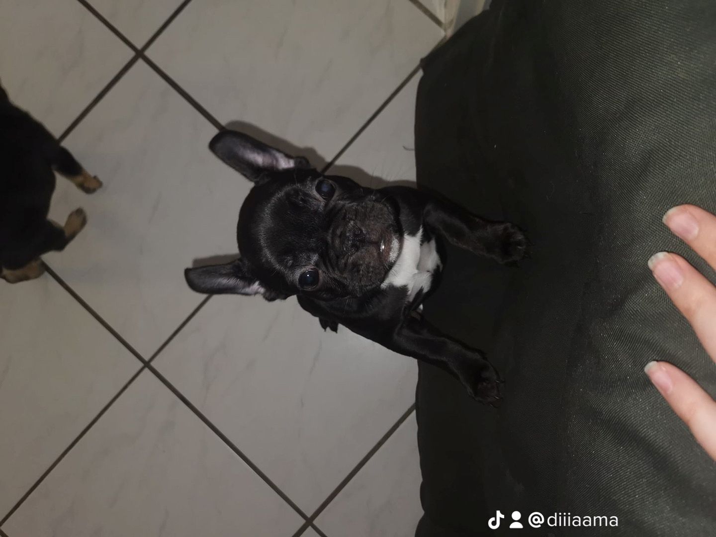 Französische Bulldogge