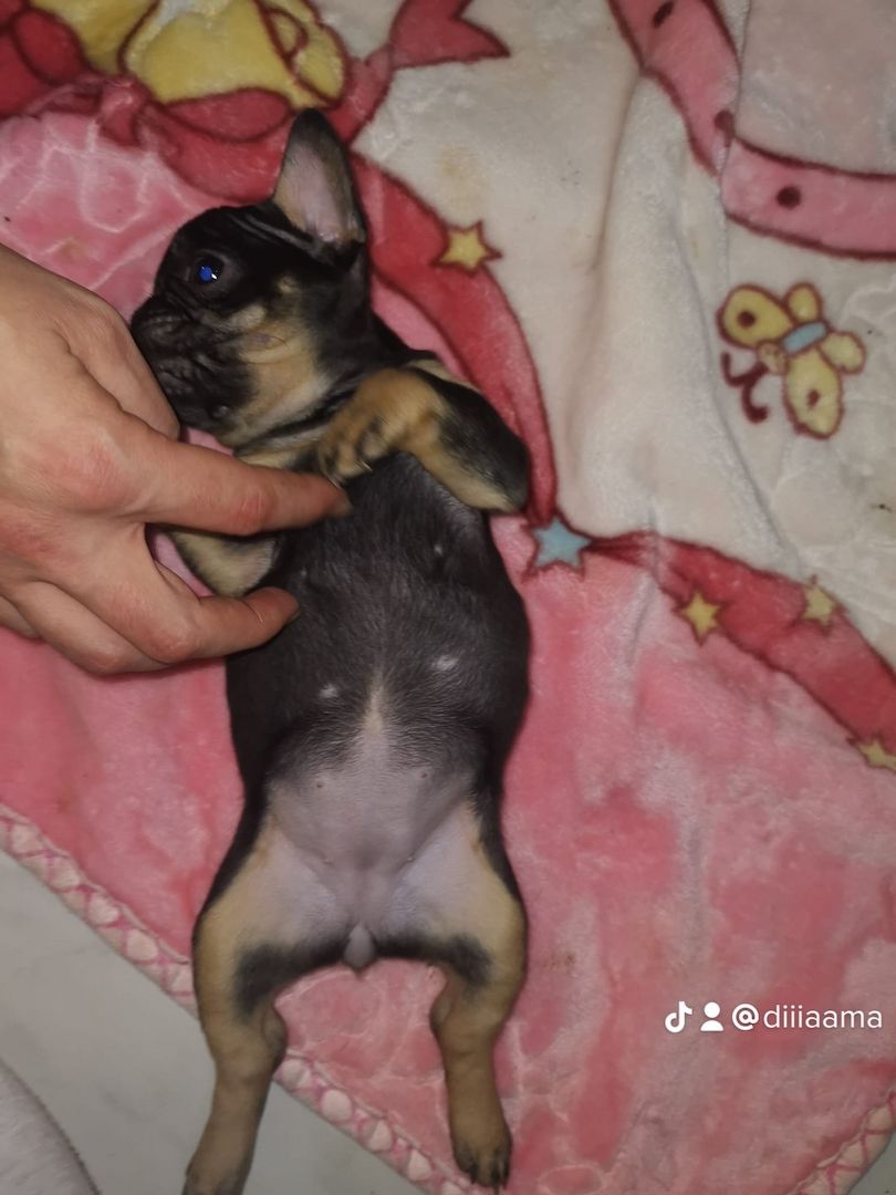 Französische Bulldogge