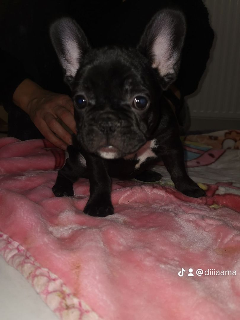 Französische Bulldogge