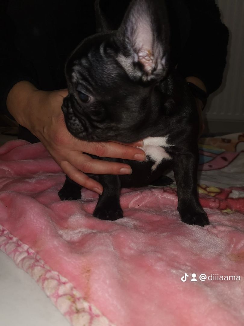 Französische Bulldogge