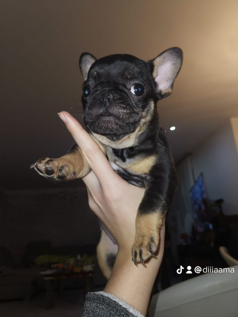 Französische Bulldogge