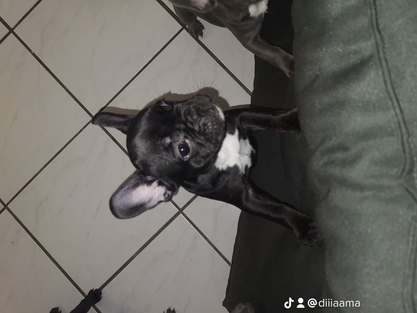 Französische Bulldogge