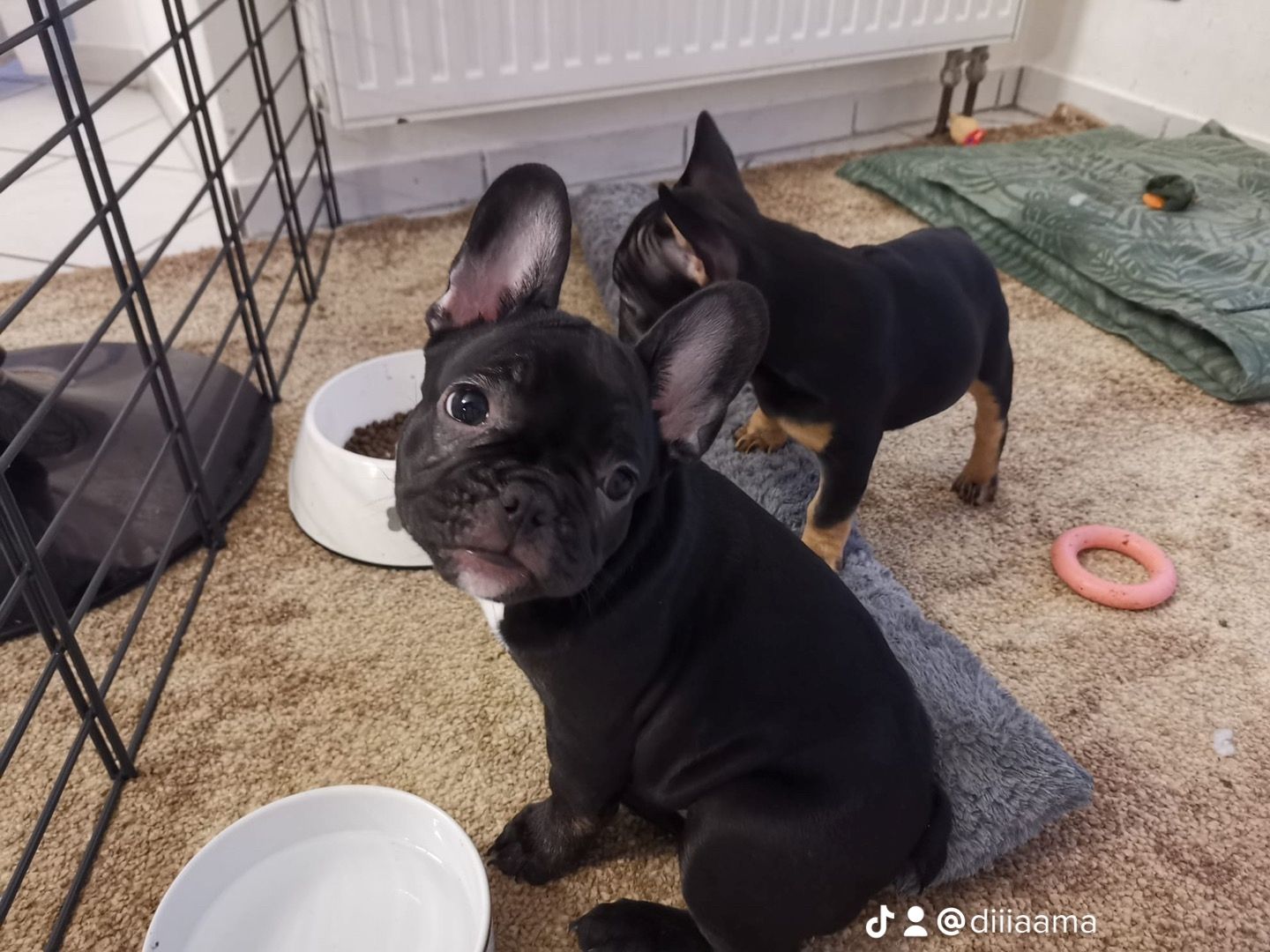 Französische Bulldogge