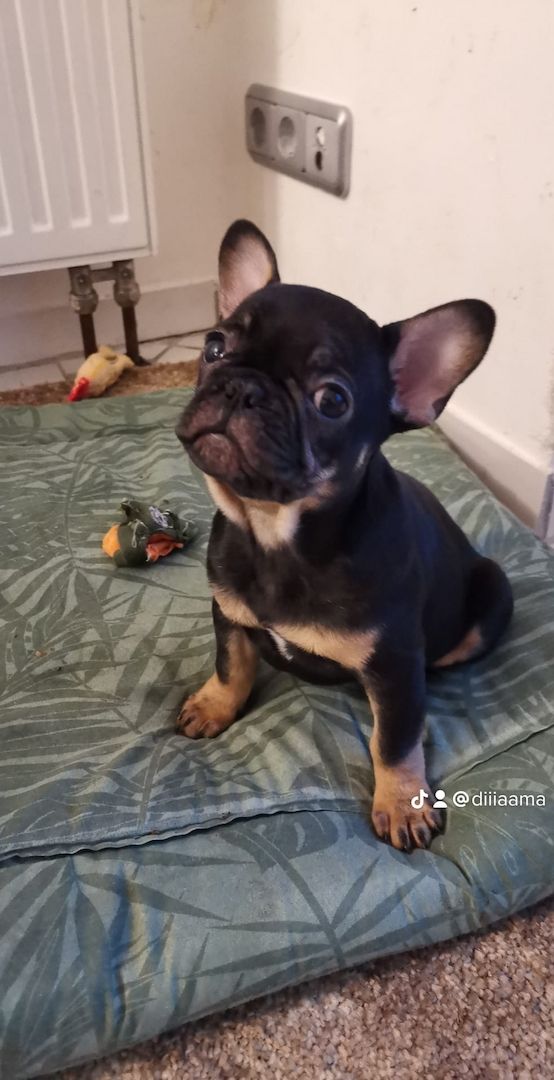 Französische Bulldogge