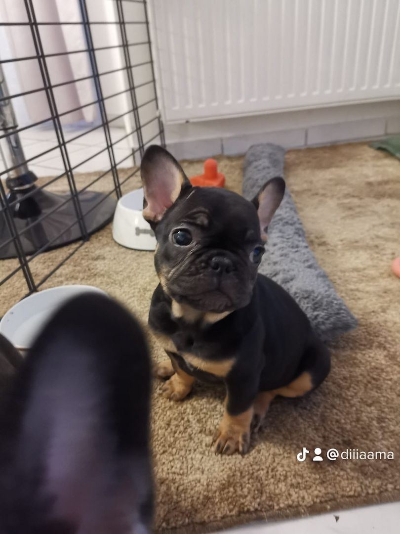 Französische Bulldogge