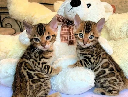 Wunderschöne Bengal Katzenbabys-WHATSAPP: +4915213140266