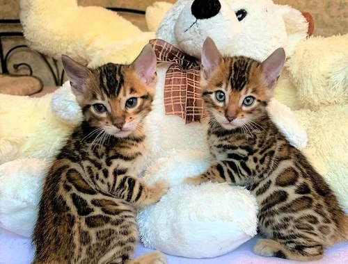 Wunderschöne Bengal Katzenbabys