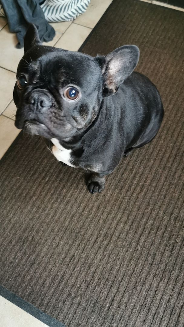 Französische bulldogge