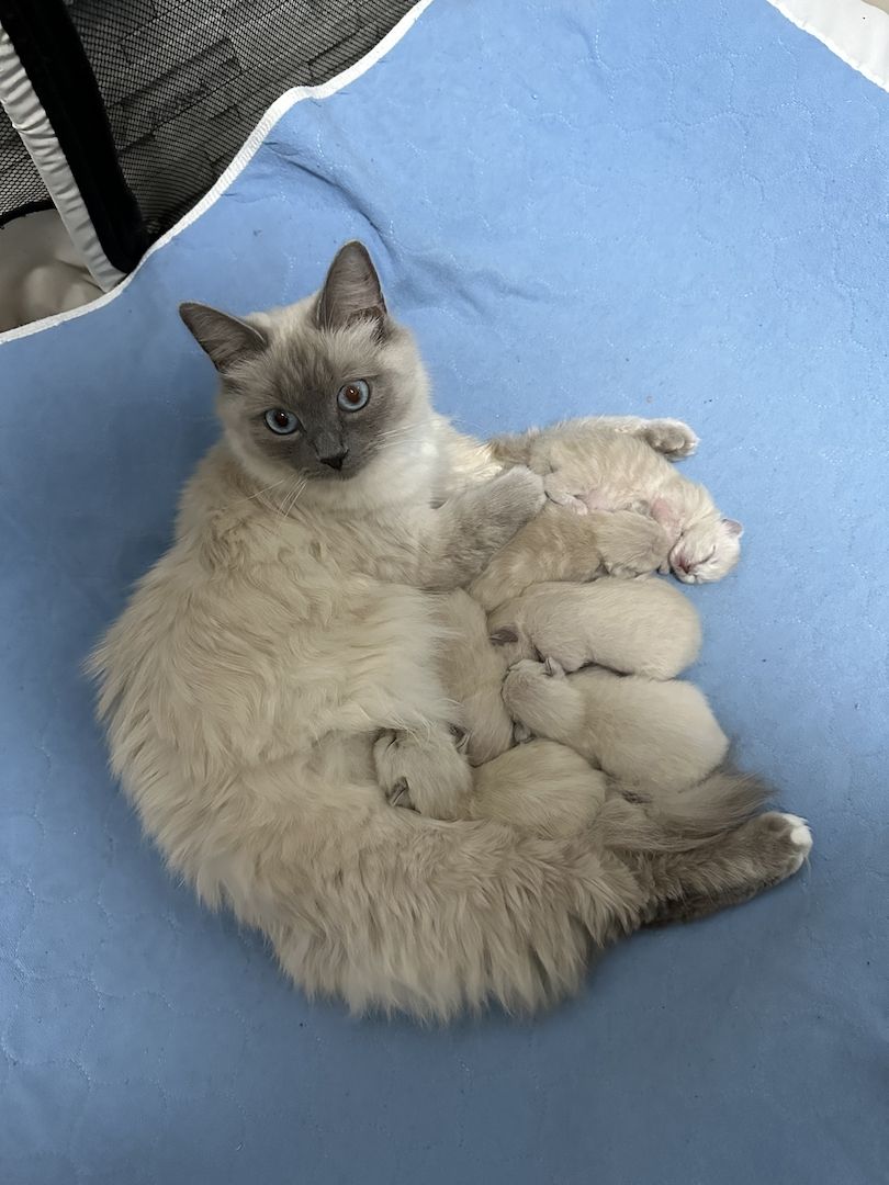 Süße Reinrassige Heilige Birma Kitten geb.in Deutschland 