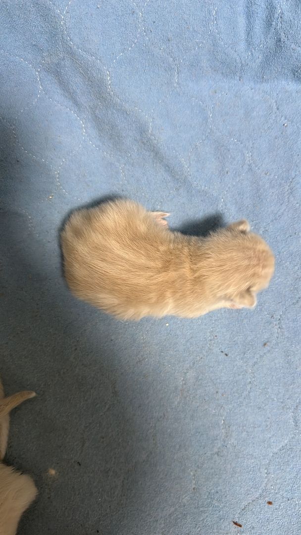 Süße Reinrassige Heilige Birma Kitten geb.in Deutschland 