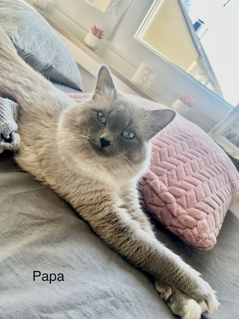 Süße Reinrassige Heilige Birma Kitten geb.in Deutschland 