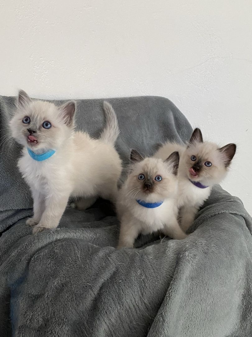 Süße Reinrassige Heilige Birma Kitten geb.in Deutschland 