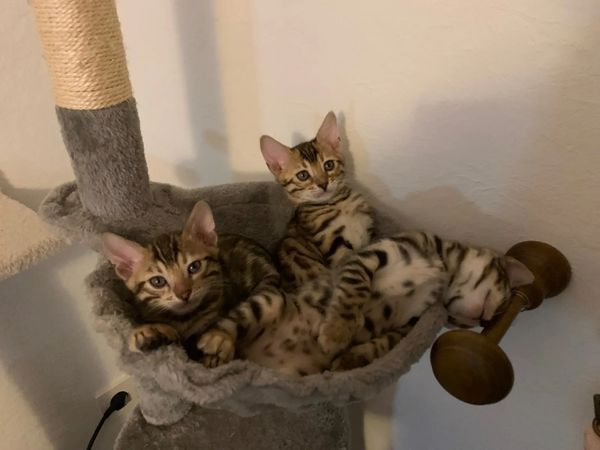 Wunderschöner reinrassiger Bengal Kater mit Weltchampion Stammbaum und Papieren Wunderschöner reinrassiger Bengal Kater mit Weltchampion Stammbaum und Papieren