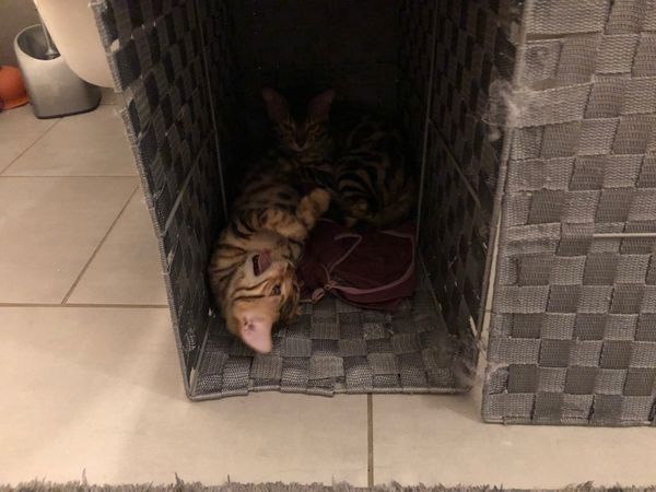 Wunderschöner reinrassiger Bengal Kater mit Weltchampion Stammbaum und Papieren Wunderschöner reinrassiger Bengal Kater mit Weltchampion Stammbaum und Papieren